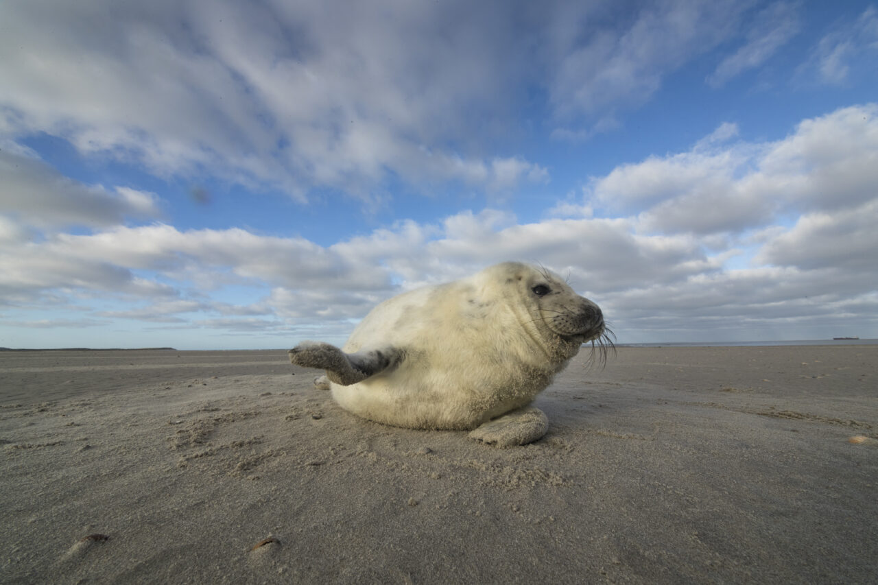 Docu series The Wadden Sea is Wednesday’s number one TV hit.